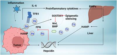 Distinctive modulation of hepcidin in cancer and its therapeutic relevance